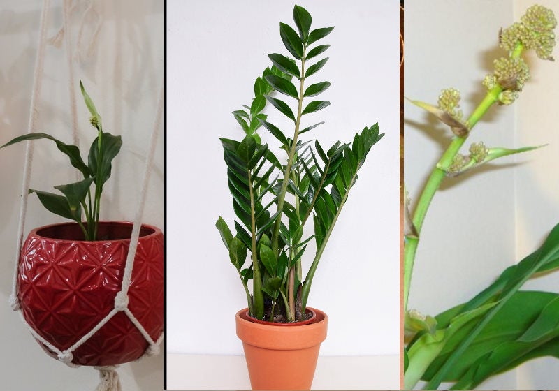 3 plantas dentro de casa filtram poluição em 20 por cento mostra pesquisa