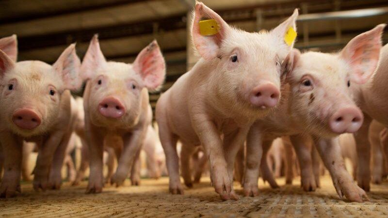 Governo de Mato Grosso busca alternativa para desoneração do setor de suínos