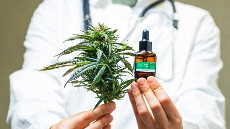 Terapia feita da Cannabis mata 100% de células cancerígenas no pâncreas