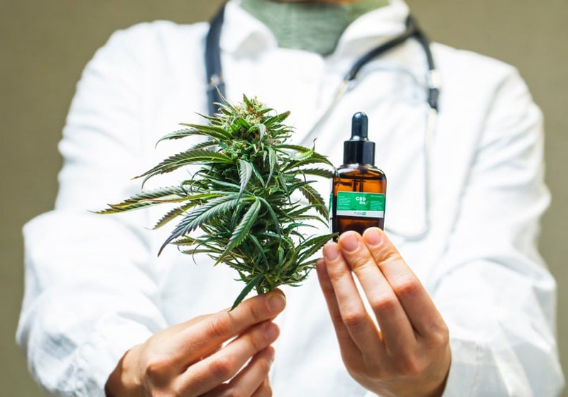 Terapia feita da Cannabis mata 100% de células cancerígenas no pâncreas