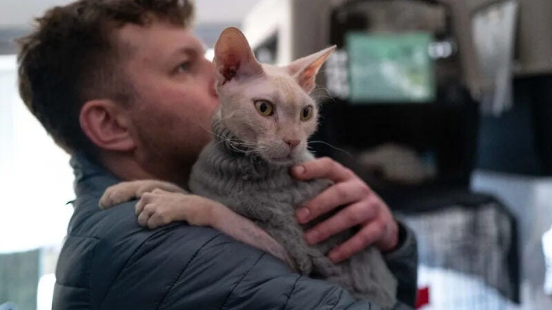 Veterinário polonês vai à Ucrânia e salva mais de 260 animais da guerra