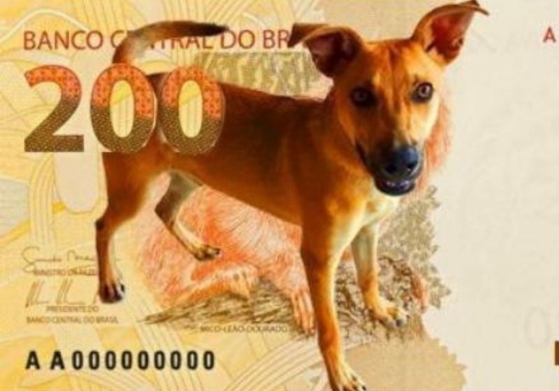 Vira-latas são os favoritos dos brasileiros; confira ranking