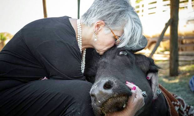 Búfalas de Brotas: 60 filhotes nasceram e animais vão para santuário