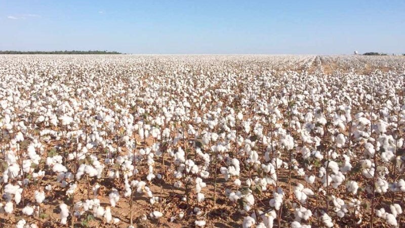 Produtores de algodão em MT apreensivo com falta de chuva para manter projeção de produtividade maior