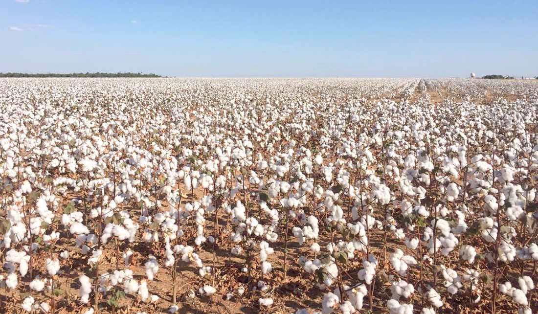 Produtores de algodão em MT apreensivo com falta de chuva para manter projeção de produtividade maior