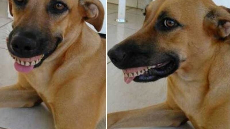 Cachorra encontra dentadura e diverte o tutor: “Quase morri de rir”