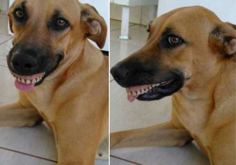 Cachorra encontra dentadura e diverte o tutor: “Quase morri de rir”