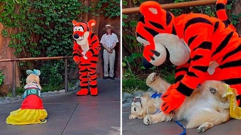 Cadela vestida de princesa conhece ‘ídolo’ Tigrão na Disney e viraliza. Assista