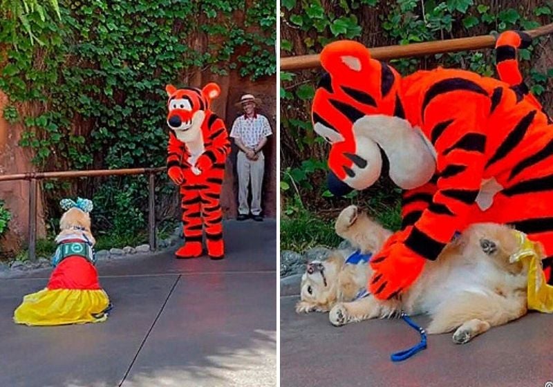 Cadela vestida de princesa conhece ‘ídolo’ Tigrão na Disney e viraliza. Assista