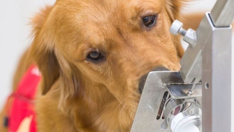 Cães conseguem farejar Covid pelo suor humano com acerto de 96,4%