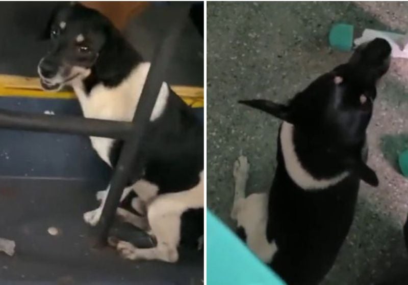 Cãozinho Farofa pega ônibus e vai na escola todos os dias com tutor [Vídeo]