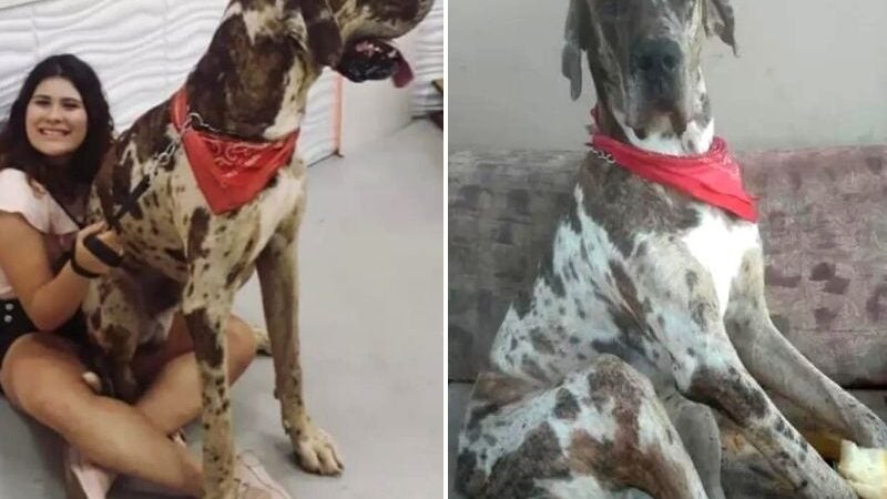 Conheça o Grandão, cão com mais de 1 metro de altura de Votorantim (SP)