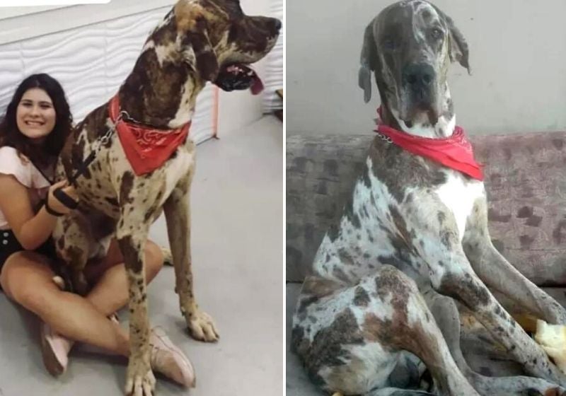 Conheça o Grandão, cão com mais de 1 metro de altura de Votorantim (SP)