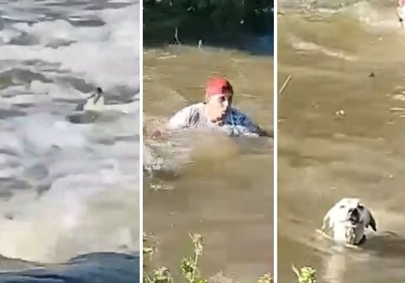 Homem pula em rio e salva cachorro no Ceará: VÍDEO