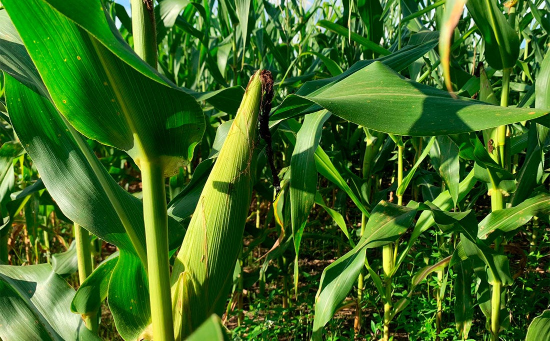 Produtores em Mato Grosso desaceleram venda de milho e estão cautelosos na negociação, diz IMEA