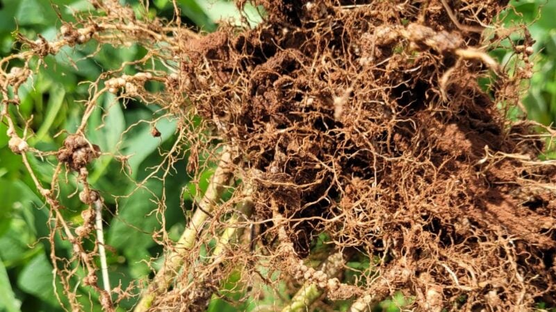 Pesquisadores da Fundação MT tiram dúvidas sobre assuntos técnicos em mesa redonda