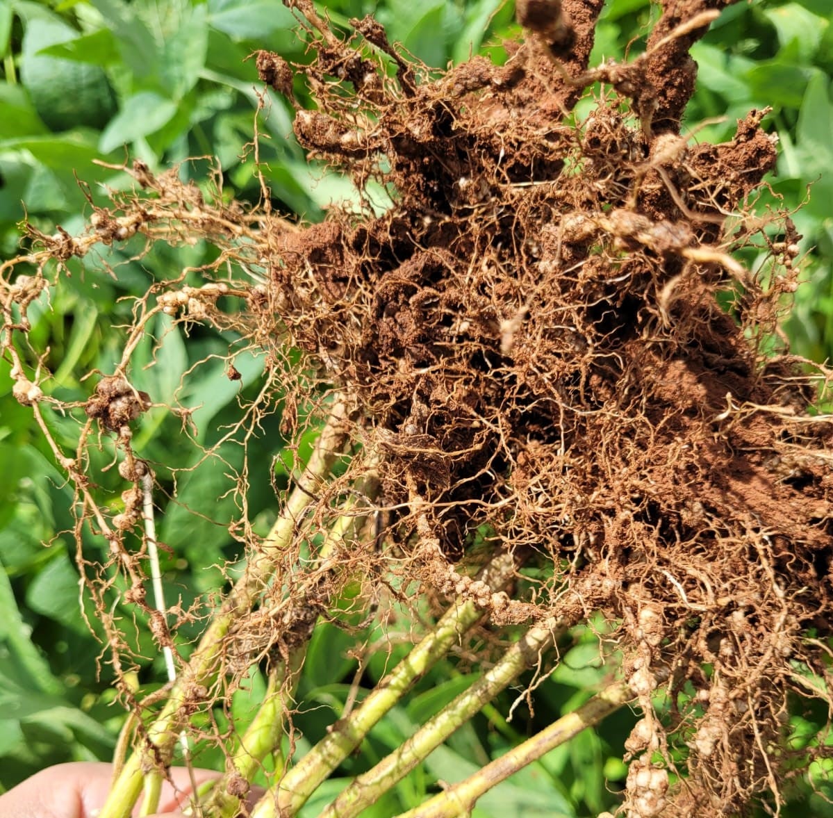 Pesquisadores da Fundação MT tiram dúvidas sobre assuntos técnicos em mesa redonda