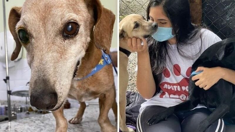 ONG que resgata animais no RJ pede ajuda para não fechar. Vem ajudar!