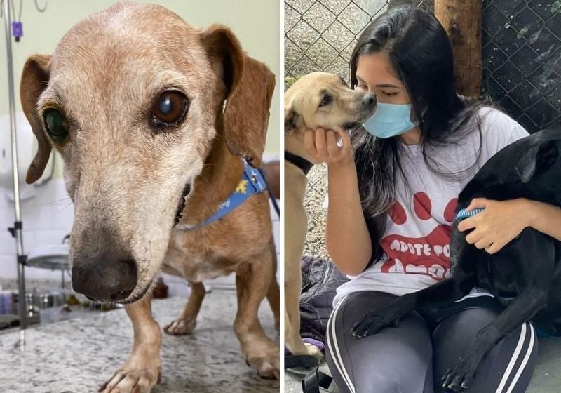 ONG que resgata animais no RJ pede ajuda para não fechar. Vem ajudar!