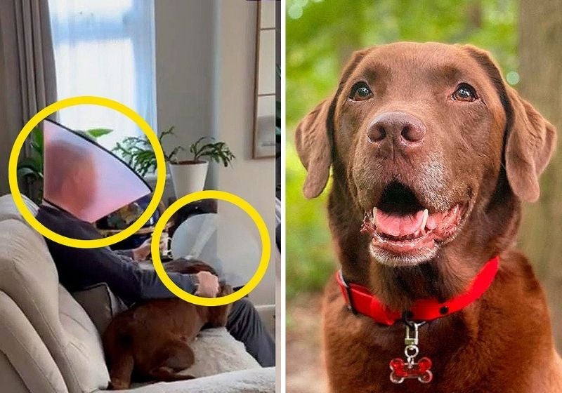 Pai que ‘não queria cachorro’ usa cone para consolar doguinho [Vídeo]
