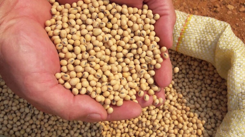 Custo de produção da safra de soja em Mato Grosso sobe 43%, aponta IMEA