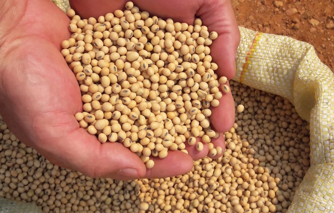 Custo de produção da safra de soja em Mato Grosso sobe 43%, aponta IMEA