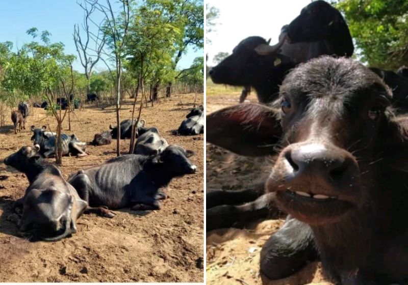 Búfalas de Brotas livres: ONG ganha guarda definitiva e faz vaquinha. Saiba como ajudar!