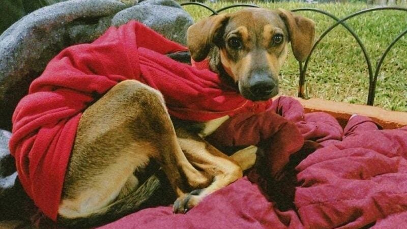 Campanha de agasalho também protegerá animais de rua. Veja como ajudar!
