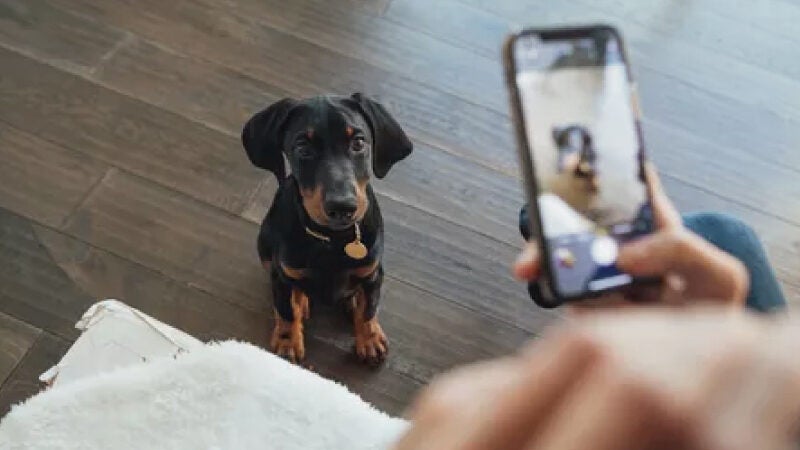 Aplicativo gratuito promete ajudar a localizar cães e gatos perdidos