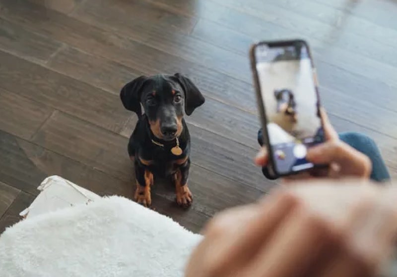 Aplicativo gratuito promete ajudar a localizar cães e gatos perdidos