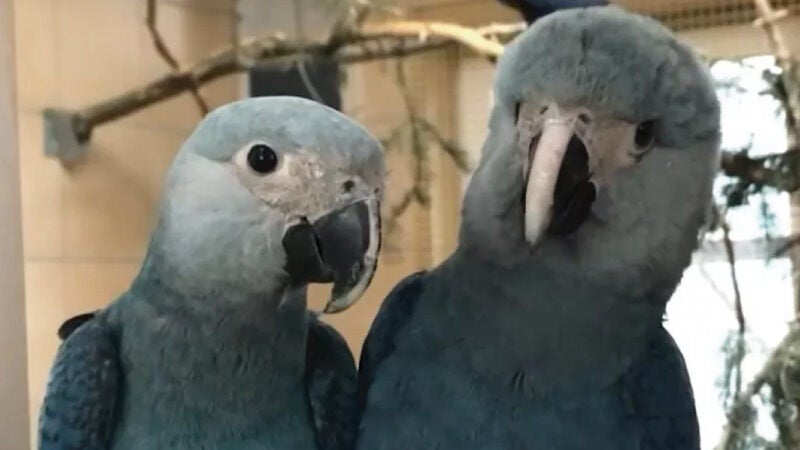 Ararinhas-azuis voltam ao Brasil após 22 anos de extinção