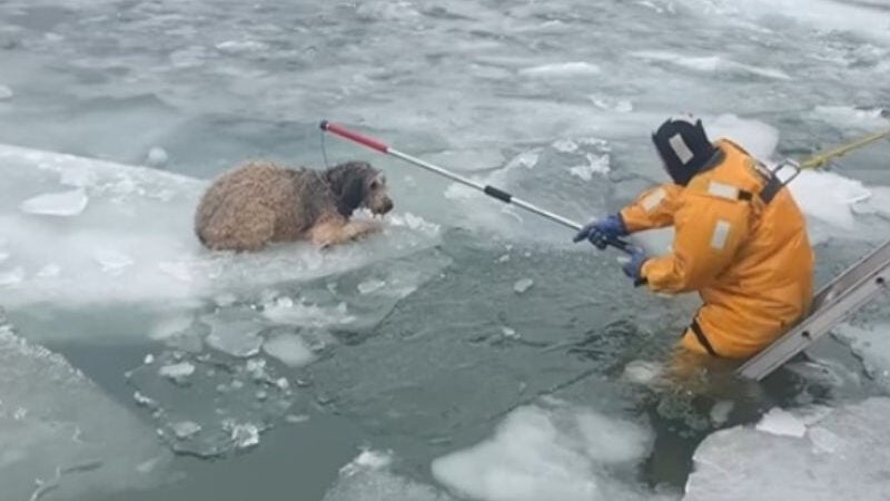 Bombeiro arrisca vida para salvar cãozinho adotivo de águas congeladas. Vídeo