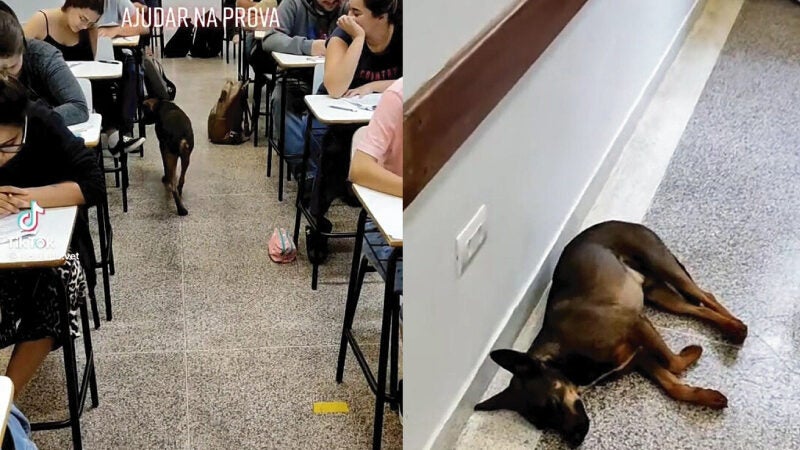 Cão contratado para fiscalizar prova de Veterinária, dorme e viraliza: VÍDEO