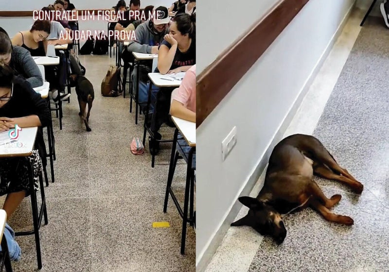 Cão contratado para fiscalizar prova de Veterinária, dorme e viraliza: VÍDEO
