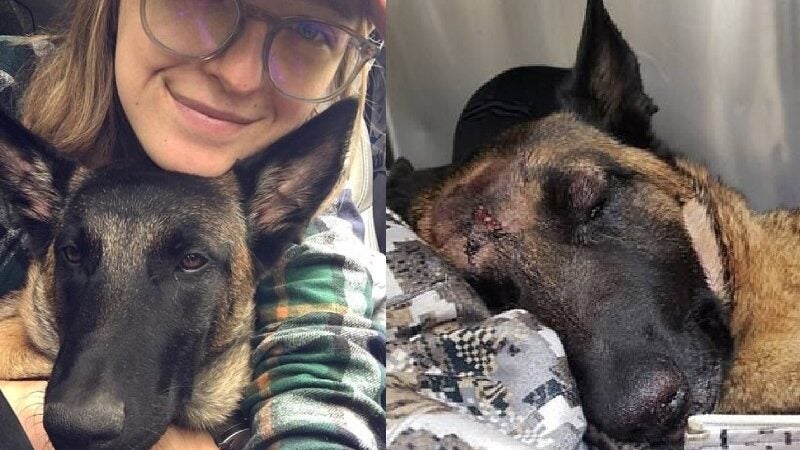 Cão herói quase morre para salvar tutora de ataque de leão: VÍDEO