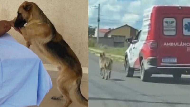 Cão segue durante 8 km ambulância que levou seu tutor e comove a web