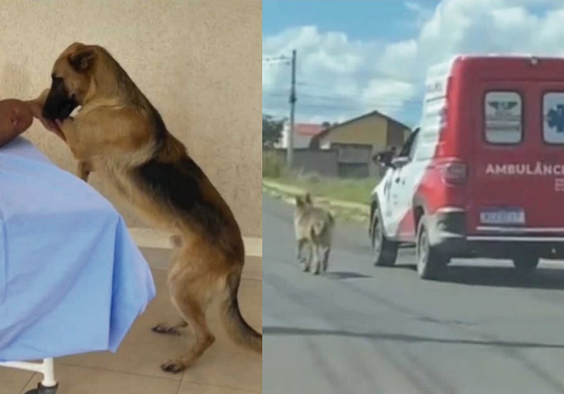 Cão segue durante 8 km ambulância que levou seu tutor e comove a web