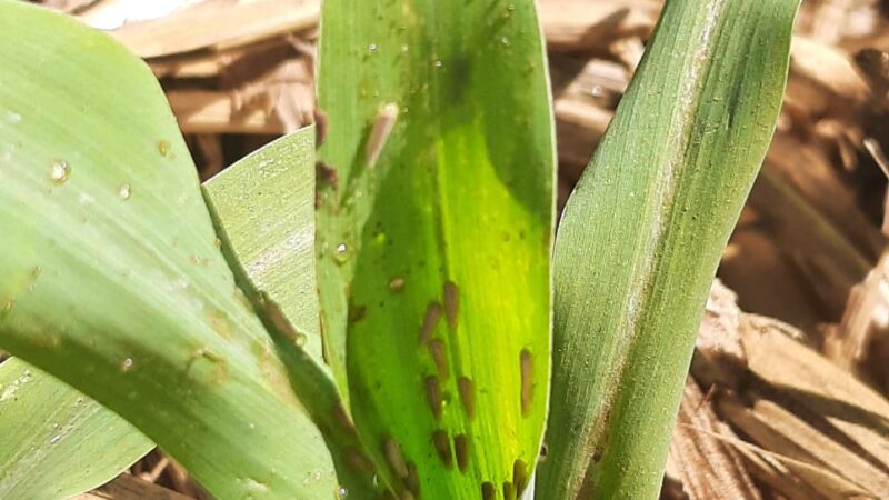 Cigarrinha do milho está presente na maior parte das lavouras de Mato Grosso