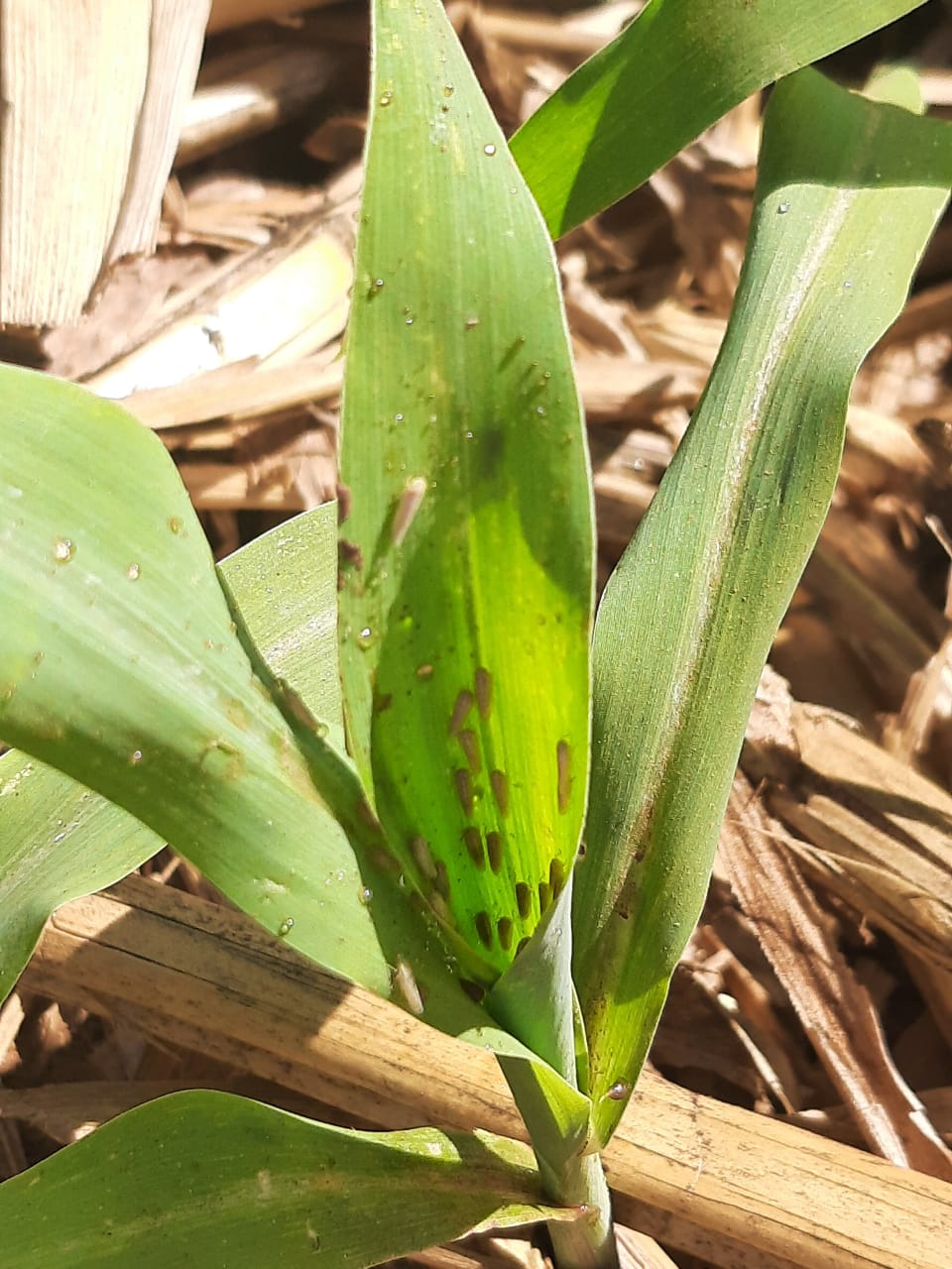 Cigarrinha do milho está presente na maior parte das lavouras de Mato Grosso