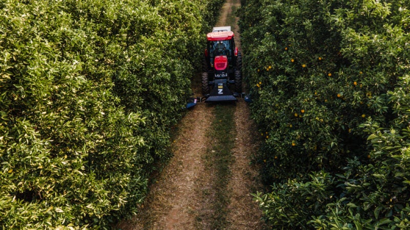 Produtores de citros e café podem contar com tecnologia que elimina daninhas sem herbicidas