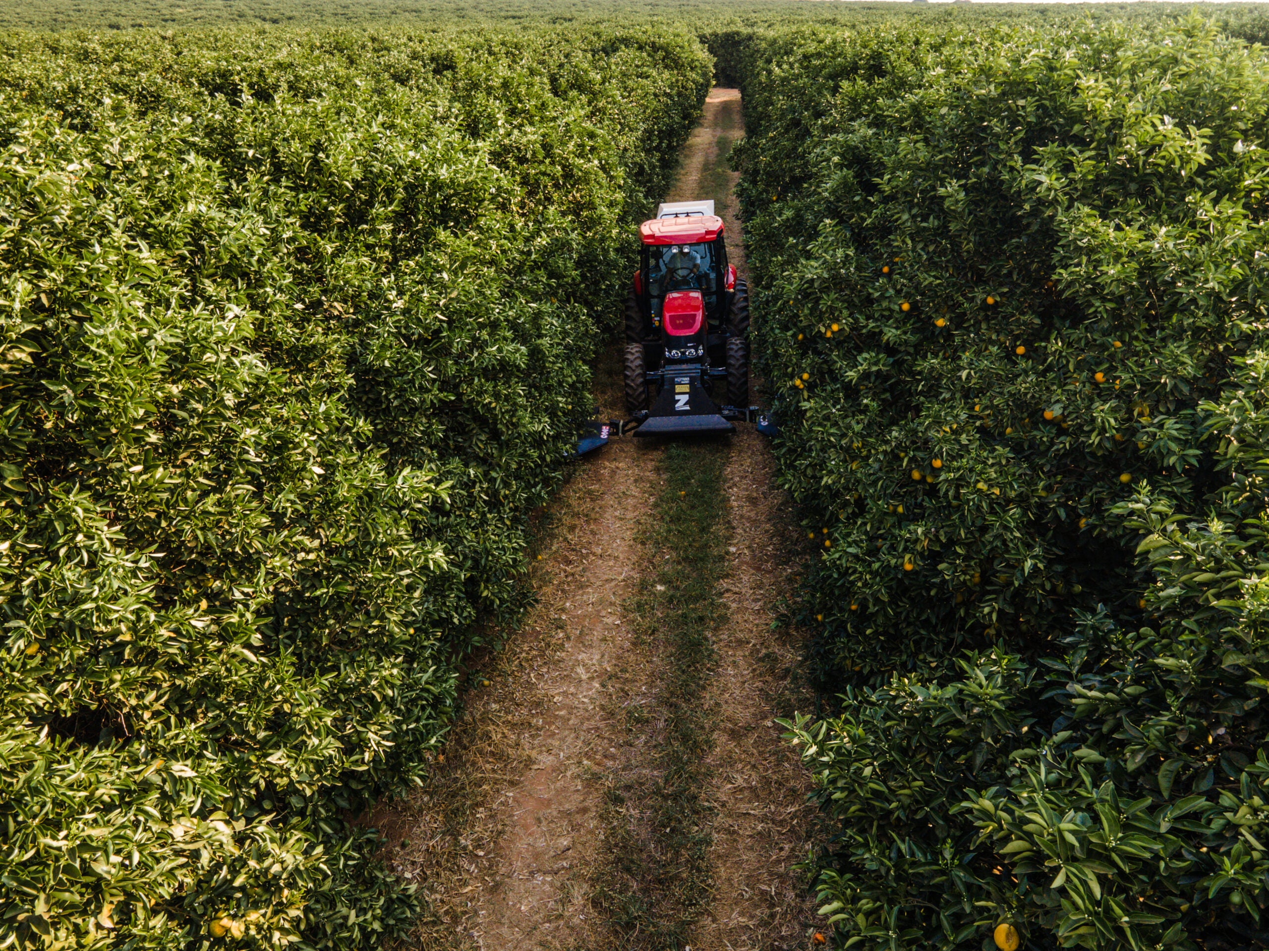 Produtores de citros e café podem contar com tecnologia que elimina daninhas sem herbicidas