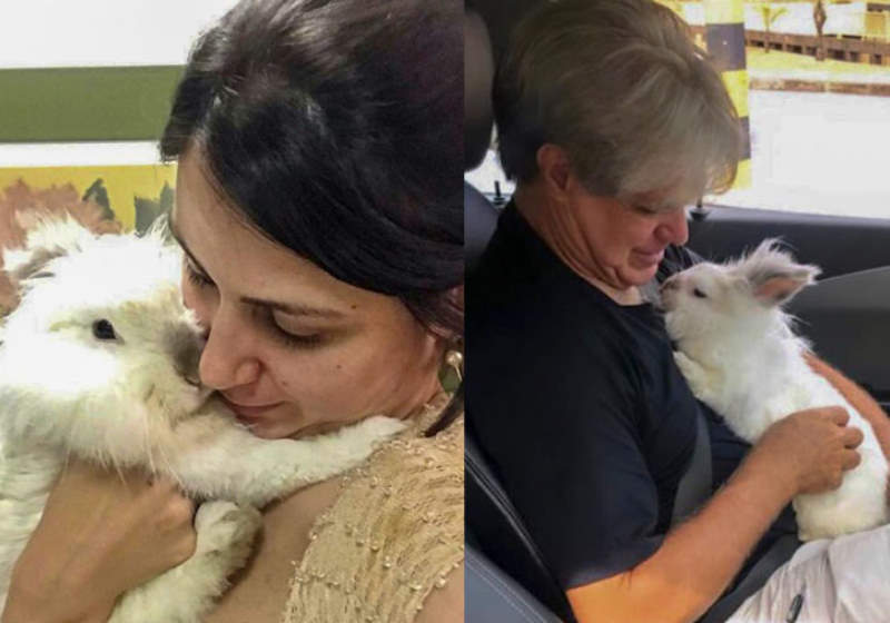 Coelho ‘Blu’ é autorizado pela justiça a voar com tutora e ANAC muda regras