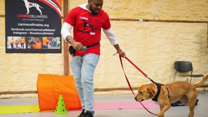 Presos treinam cães para adoção e todos ganham segunda chance