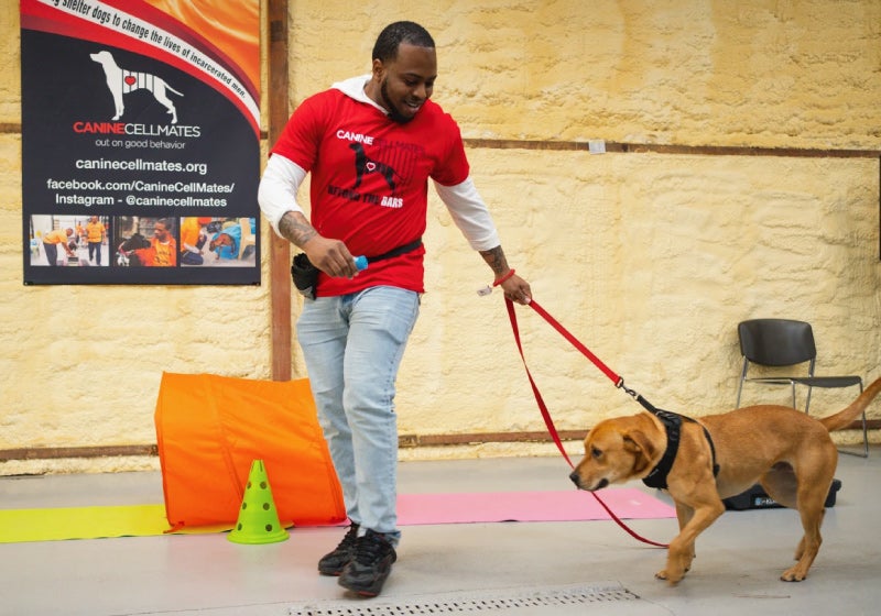 Presos treinam cães para adoção e todos ganham segunda chance