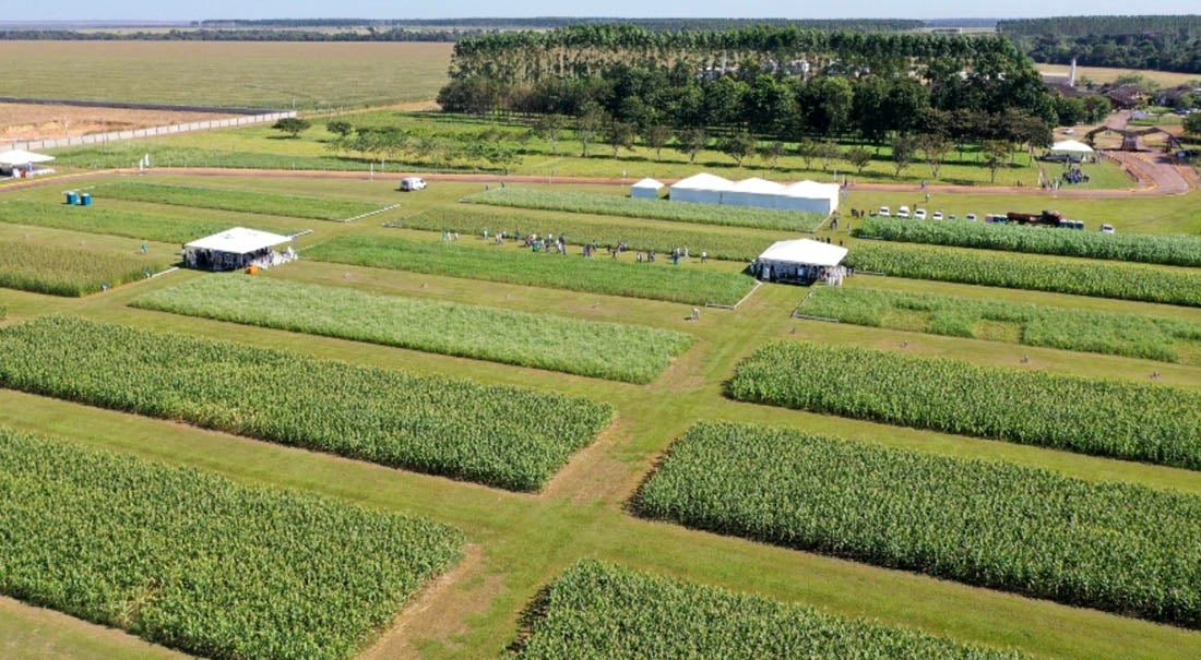 Sinop: pesquisa aponta alternativa com economia de R$,1 2 mil/hectare no uso de consórcios forrageiros de 2ªsafra