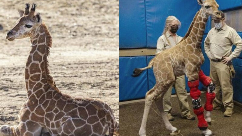 Girafa bebê ganha aparelho ortopédico para corrigir problemas nas pernas: VÍDEO