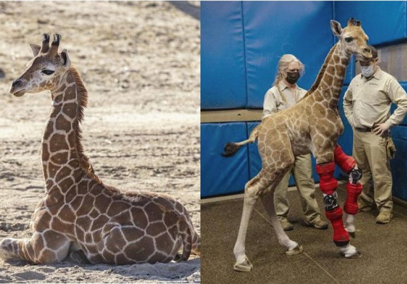 Girafa bebê ganha aparelho ortopédico para corrigir problemas nas pernas: VÍDEO