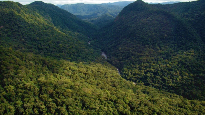Indígenas ajudam a restaurar floresta do parque nacional no PR