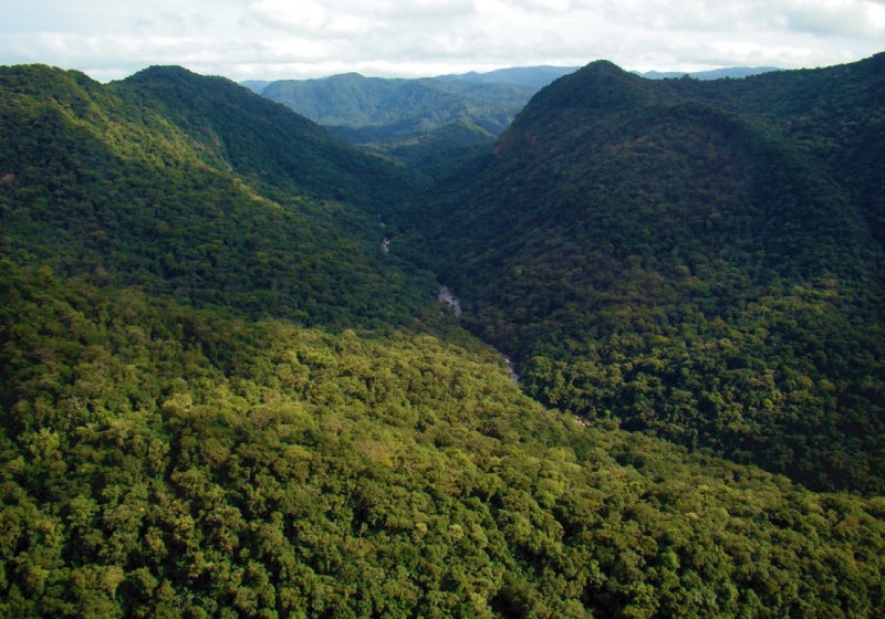 Indígenas ajudam a restaurar floresta do parque nacional no PR