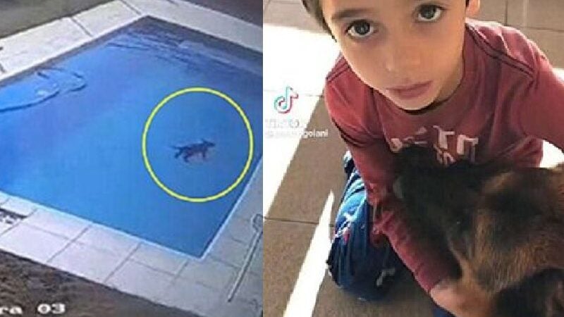 Menino herói de 5 anos pula em piscina e resgata cão no frio de 5°C: VÍDEO